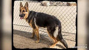 55 reactions · 11 shares | Enzo is a 6 month old male, he is shy and gentle and hadsome as all get out. Sherm is a 4 year old male and oh so sweet. Riley is a 10 year old male and look at that face. These are just a few of the dogs that joined Saving Paws this week. Stay tuned for updates and possible adoptions | Saving Paws Rescue | Facebook