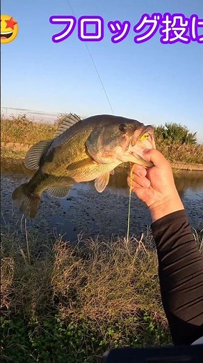 晩秋の🐸フロッグゲーム🐸 #フロッグ #バス釣り #八郎潟 #ドラクエ #シンバインファミリー