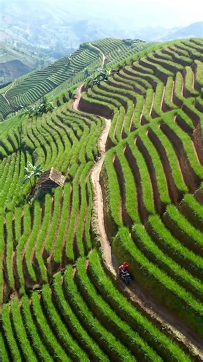 David • The World Travel Guy | The endless green terraces of West Java. They’re not as famous as the ones in Bali, but just as nice. Indonesia is full of hidden gems.... | Instagram