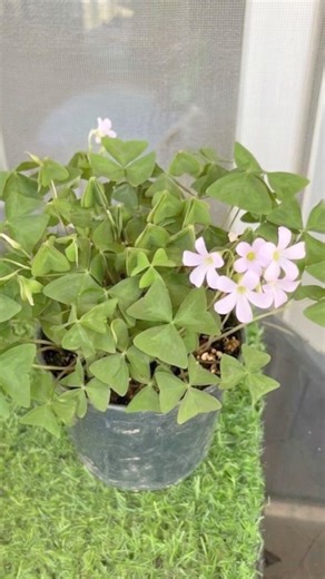 Green oxalis 🪴from planting to bloom #plants #houseplants #garden #flowers