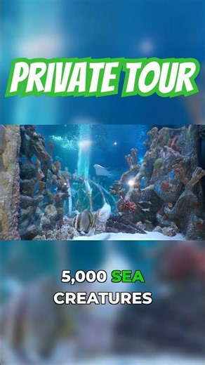 Private tour of this INSANE aquarium! Video up now! Subscribe! #exoticaquariumfish #aquarium