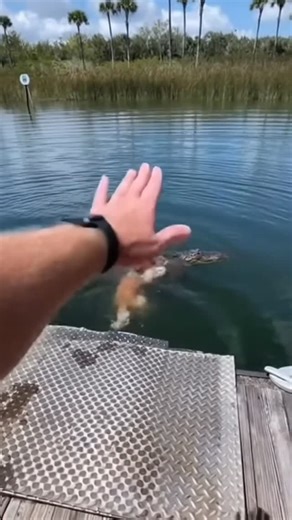 Chat GPT Memes on Instagram: "A family lost their dog to a Gator on the outskirts of Pinesdale Florida early Saturday morning. The curious golden retriever canine jumped into the water to chase an alligator. And unfortunately things didn’t end well for Stevie. #gator #aligator #dogmeme #sora #gatorattack #gatorbites #goldenretriever #goldenretrievermemes #doglovers #gatorbait #gatorbite #floridamemes #familydog"