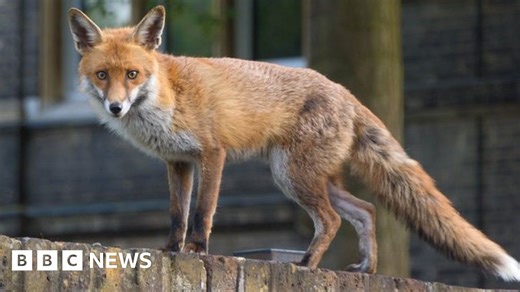 Urban foxes bolder but not smarter than rural ones, study suggests
