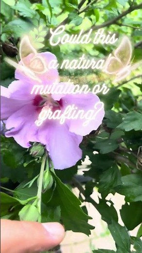 One Shrub… Two Flower Colors?! 🌸🌺 Nature’s Surprise!