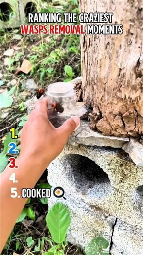 Ranking crazy wasps nest removals 🐝💀 #funny #commentary #viral