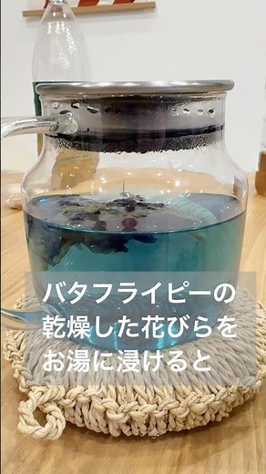 家庭菜園の畑で収穫できたバタフライピーをお湯に浸けるだけで真っ青なドリンクに！更にレモン汁で驚くことに。 #家庭菜園 #畑 #バタフライピー #レモン汁