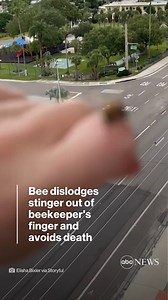 A honeybee stung a beekeeper in Florida, which would have resulted in its death. And then it changed its mind. https://abcn.ws/3Uj2HNw | ABC News