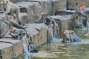 The family monkey jump in to pool , swim and play each other so happy ! | Hi Monkeys