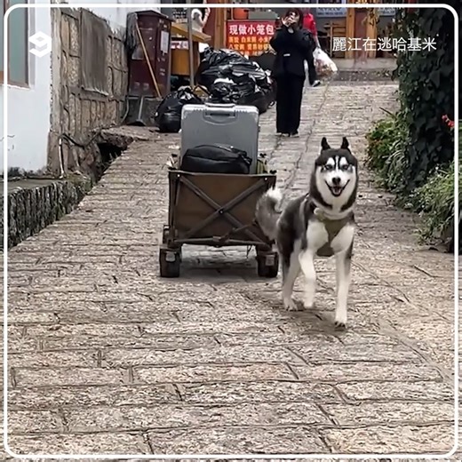 Husky drags luggage for guests at the inn 🫡 | 9GAG TV