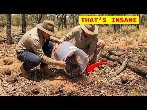 Australia Released Ants to Wipe Out 200 Million Cane Toads – And the Result Was Terrifying