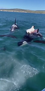 🔥 OCEAN SHOWDOWN 🔥 GIANTS OF THE SEA COLLIDE Deep water. Massive bodies. Pure instinct in motion. Powerful tails crash. Waves explode. And the ocean reminds everyone — this is not their world. ⚠️ Disclaimer: This video is created using AI. We do not give life — only Allah is the Creator. We cannot give life to any living being. | Hira Boy