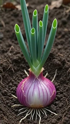 onion plant blooming #gardening #homegarden #terracegarden #onion #nature #iris #spring