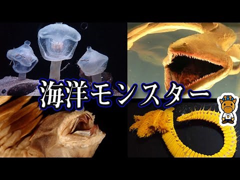 実在する謎の海洋生物モンスター７選