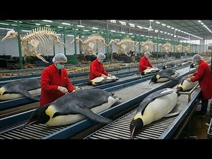 Inside A Penguin Bone Factory - How Museum Penguins are Made