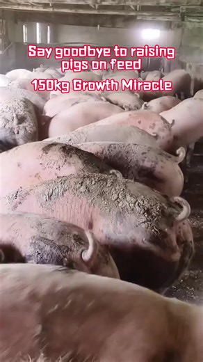 Effective Pig Feeding Techniques for Weight Gain