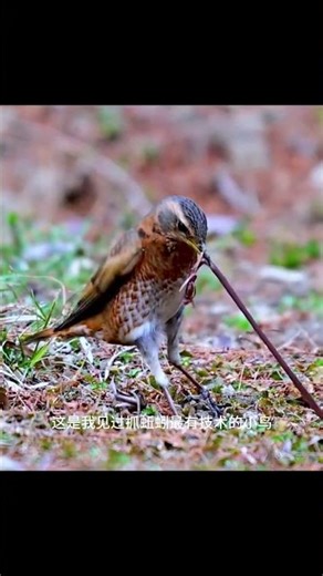 Master Earthworm Hunter: Unleash Your Inner Bug Catcher