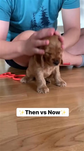 165K views · 1.1K reactions | ✨Then vs Now ✨ | Cocker Spaniel Official | Facebook