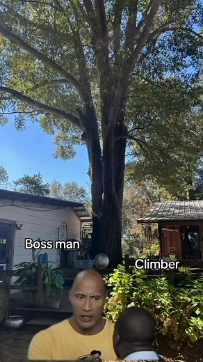 #Trees #funny #boss #climber #outdoors #work #job #business | C&B Tree Service