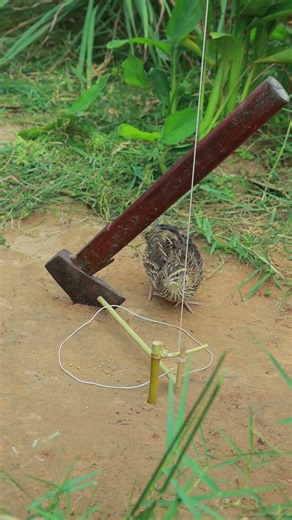 DIY Quail Trap - Really Unique Bird Traps Technique #shorts #trap