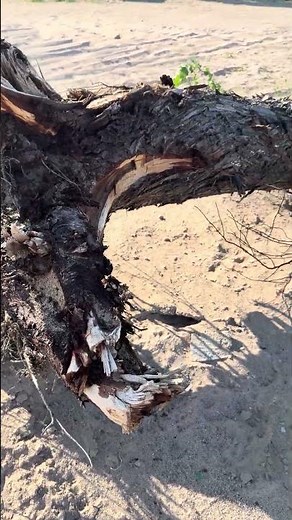 POV: Exploring a massive uprooted tree root system 🪵👁️