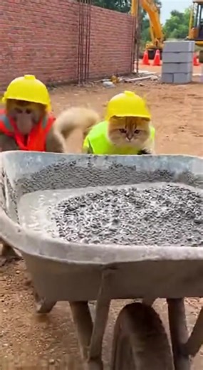 Capybaras: The Peaceful Creatures You’ll Adore