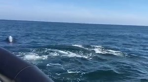 34K views · 597 reactions | Tayport today. About 30 dolphins including calves  like our page to see these regularly  | Pirate Boats Ltd | Facebook