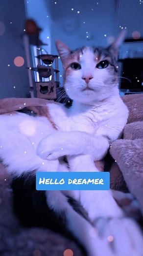 Sometimes love doesn’t shout — it whispers. It curls up beside you, soft and steady, like the sound of a calico’s purr. Every blink, every sigh, every little stretch — it’s a reminder that peace can live in small moments. And even when the world sleeps, her warmth stays with me. #cozycat #catsoffacebook #calicocat #cutecat #PetsofFacebook #lauraandjasoncats | Laura and Jason Cats | Facebook