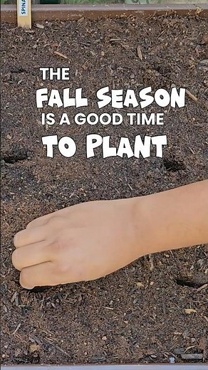 Fall Planting Guide: Spinach, Radish, Cabbage & More Cool-Season Vegetables!