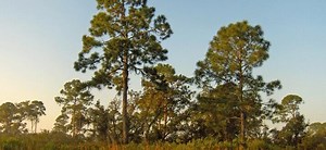 Top 17 Things To Do In Nokomis, Florida