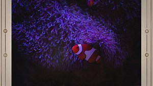 Exploring the Diverse Coral Reef Fish Species