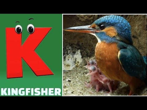 Birds Alphabet Song | ABC Safari Animals 18TH1521 | Nursery Rhyme for Kids | FT Kids Show