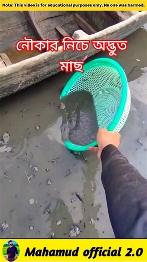 Strange fish under the boat 🐟#fishinglife #facts #shorts #shortvideo #viral #viralvideo #fish