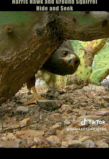 Harris Hawk Hunting Tactics on Harris Ground Squirrel