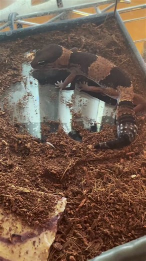 Flick the fat tail gecko #fyp #foryou #gecko #lizards #pets #reptiles #animals #cute #fattailedgecko #africanfattailedgecko