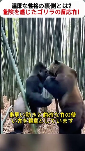 温厚な性格の裏側とは？ 危険を感じたゴリラの反応力！ #ゴリラの生態 #野生動物 #瞬間反応 #自然界 #動物解説