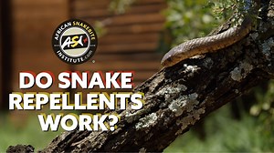 18K views · 113 reactions | In this video Johan Marais from the African Snakebite Institute talks about the use of snake repellents. | African Snakebite Institute | Facebook