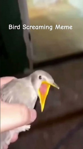 Bird Screaming Meme #memes #funny #memesvideo #viralshort