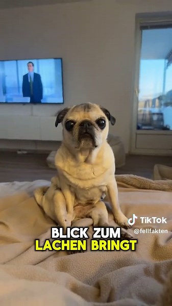 5 Dinge, die du über den Mops wissen solltest