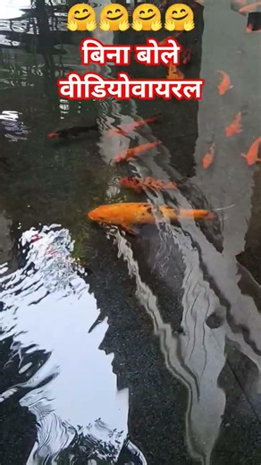 koi fish videos #ytstudio #viral #sorts #yt #aquarium ....????