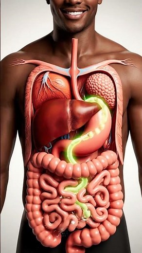 How Your Digestive System Really Works | 3D Inside Body Animation”