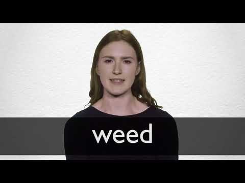 How to pronounce WEED in British English