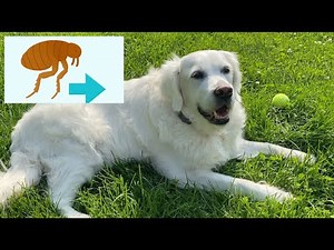 This Flea & Tick Decision Could Trigger Seizures… BUT Here’s What I Do Instead