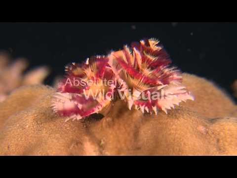Christmas Tree Worm
