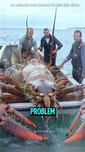 Did you know lobsters are basically immortal?