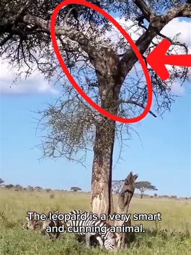 Leopards hunt from the trees #leopard #leopards #wildlife #wildnature #wild