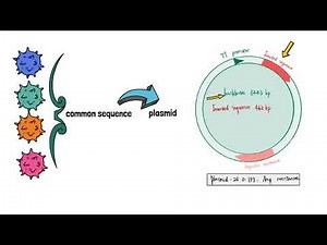 Détection simple d'ADN viral par méthode LAMP