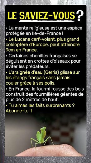 Insectes de France: Ton cerveau va bugger !