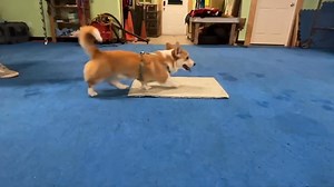 Just a few slow-motion videos from some of the dogs in agility class who are working on their striding for when they are on the running across the dog walk which is about 4ft off the ground (they need good striding and balance for this). They all did really well except that we have a odd one out here who did not get it that they need to go in a straight line. lol | ABC Dog Training Caroline Bird Cpdt - Ka