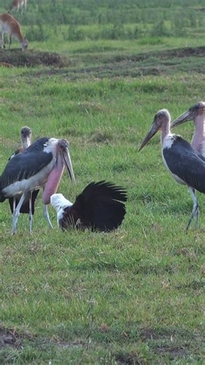 The marabou stork is a massive bird: large specimens are thought to reach a height of 152 cm (60 in) and a weight of 9 kg (20 lb). A wingspan of 3.7 m (12 ft) was accepted by Fisher and Peterson, who ranked the species as having the largest wing-spread of any living bird. #fbreelsfypシ゚viralfbreelsfypシ゚viral #viralreelsfbpage #fbreelsfypシ゚viral #fbreelsfypシ゚ #viralreelsfb #viralvideoシ #viralpage #NationalOysterday #naturephotography #naturelovers #nature #natural #birdwatching #birdphotography #b