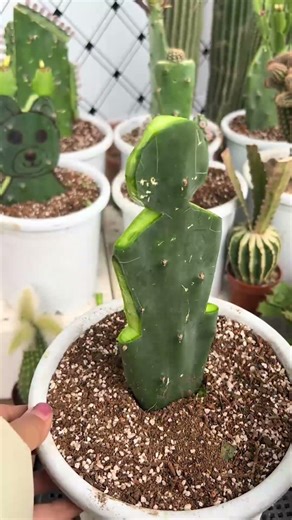 Cactus Grafting for Beginners | Step-by-Step Guide